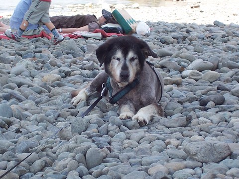 ��⃏�[�Q��(VW)���X K'S�}�X�^�[���L�E�}�X�^�[�̉ċx��