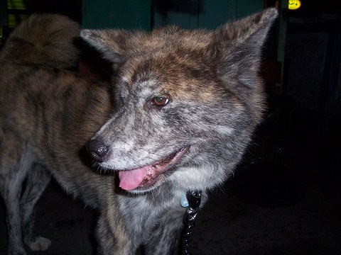 ��⃏�[�Q��(VW)���X K'S�}�X�^�[���L�E�V�������_