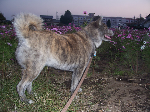 ��⃏�[�Q��(VW)���X K'S�}�X�^�[���L�E�F�X�Ȋy���ݕ����L��܂���