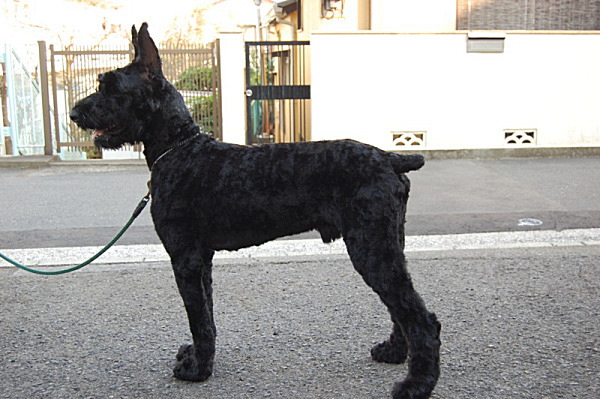 ��⃏�[�Q��(VW)���X K'S�}�X�^�[���L�E�W���C�A���g�V���i�E�U�[