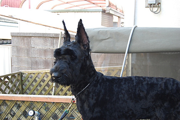 ��⃏�[�Q��(VW)���X K'S�}�X�^�[���L�E�W���C�A���g�V���i�E�U�[