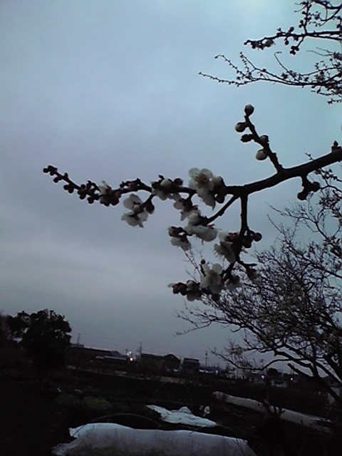 ��⃏�[�Q��(VW)���X K'S�}�X�^�[���L�E�~��