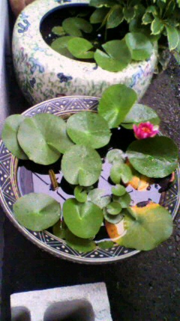 ��⃏�[�Q��(VW)���X K'S�}�X�^�[���L�E���@���P�d�����N�K��