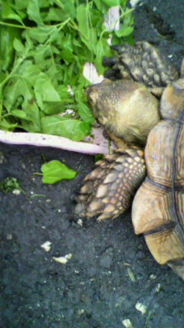 ��⃏�[�Q��(VW)���X K'S�}�X�^�[���L�E���@���P�d�����N�K��