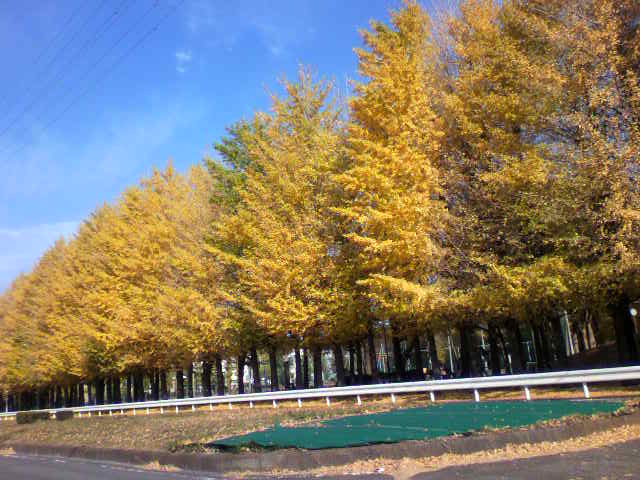 ��⃏�[�Q��(VW)���X K'S�}�X�^�[���L�E�P�Q���H