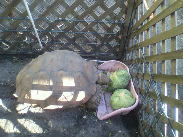 ��⃏�[�Q��(VW)���X K'S�}�X�^�[���L�E�L���ב�