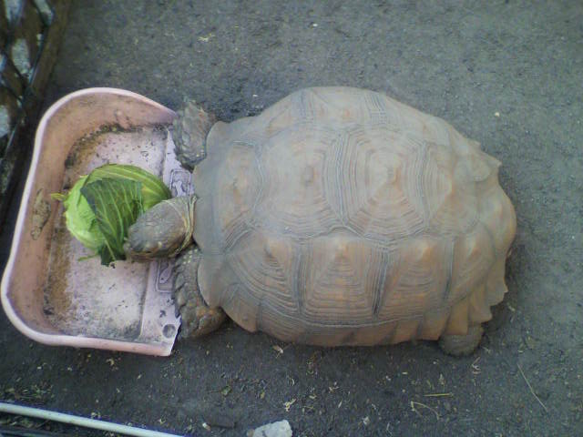 ��⃏�[�Q��(VW)���X K'S�}�X�^�[���L�E�䂪�Ƃ́E�E�E�E