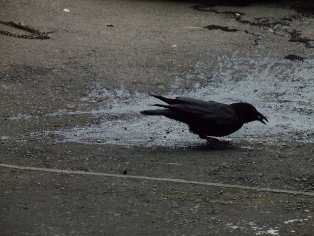 ��⃏�[�Q��(VW)���X K'S�}�X�^�[���L�E�i���������������Ɍ����Ăo�������Q