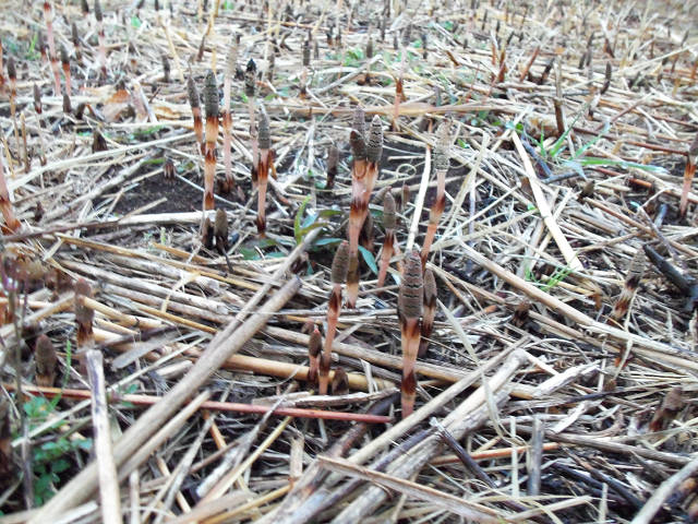 ��⃏�[�Q��(VW)���X K'S�}�X�^�[���L�E�t�Ȃ�ł���