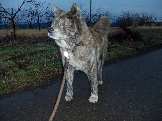 ��⃏�[�Q��(VW)���X K'S�}�X�^�[���L�E�t�Ȃ�ł���