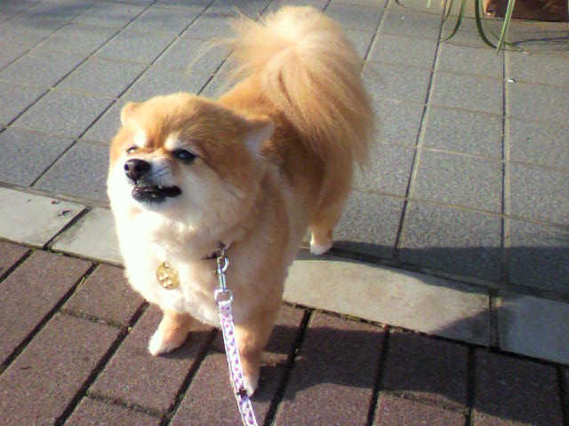 ��⃏�[�Q��(VW)���X K'S�}�X�^�[���L�E�~�J����