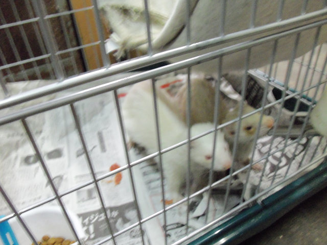 ��⃏�[�Q��(VW)���X K'S�}�X�^�[���L�E�t�F���b�g