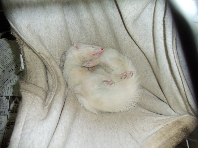 ��⃏�[�Q��(VW)���X K'S�}�X�^�[���L�E�t�F���b�g