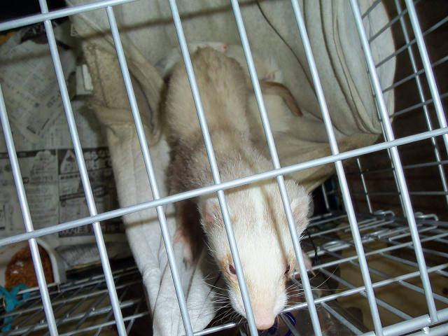 ��⃏�[�Q��(VW)���X K'S�}�X�^�[���L�E�t�F���b�g