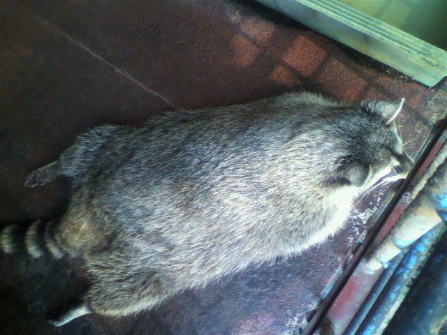 ��⃏�[�Q��(VW)���X K'S�}�X�^�[���L�E�~�J����