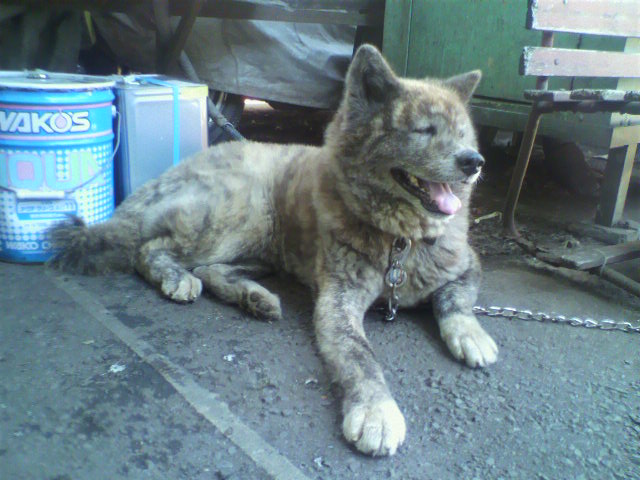 ��⃏�[�Q��(VW)���X K'S�}�X�^�[���L�E�~�J����