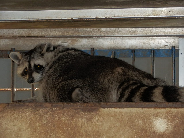 ��⃏�[�Q��(VW)���X K'S�}�X�^�[���L�E�c��