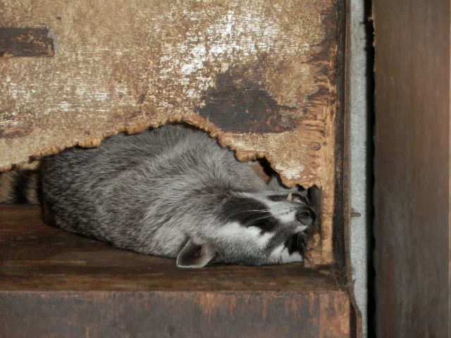 ��⃏�[�Q��(VW)���X K'S�}�X�^�[���L�E�c��