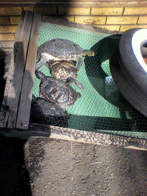 ��⃏�[�Q��(VW)���X K'S�}�X�^�[���L�E���z�����߂�