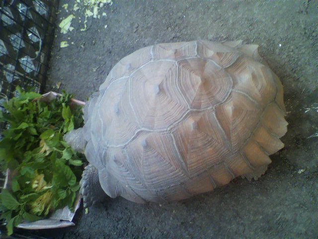 ��⃏�[�Q��(VW)���X K'S�}�X�^�[���L�E�a�������|�a����