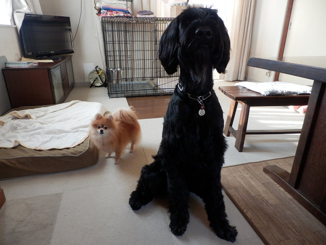 ��⃏�[�Q��(VW)���X K'S�}�X�^�[���L�E�䂪�Ƃ̓����B