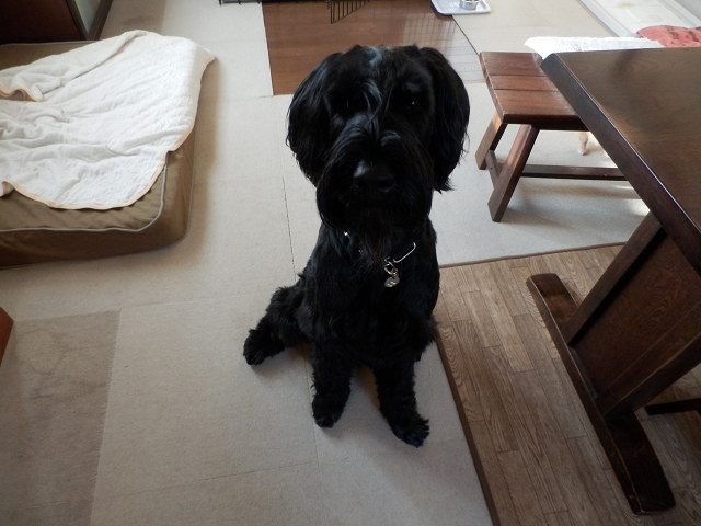 ��⃏�[�Q��(VW)���X K'S�}�X�^�[���L�E�䂪�Ƃ̓����B