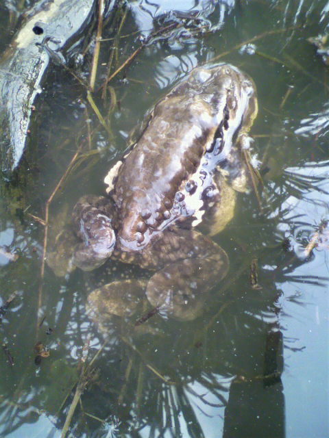 ��⃏�[�Q��(VW)���X K'S�}�X�^�[���L�E�����͊����炵���E�E�E