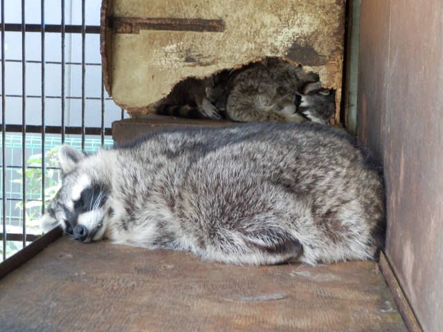 ��⃏�[�Q��(VW)���X K'S�}�X�^�[���L�E����