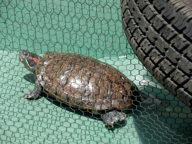 ��⃏�[�Q��(VW)���X K'S�}�X�^�[���L�E����