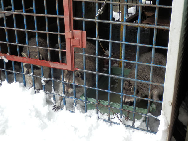 ��⃏�[�Q��(VW)���X K'S�}�X�^�[���L�E�Ⴉ���I��