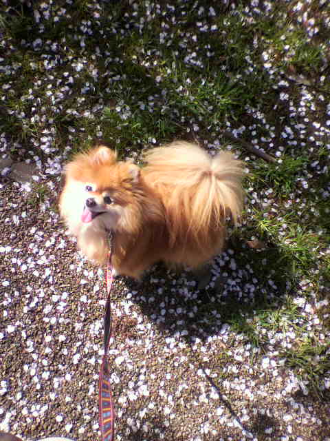 ��⃏�[�Q��(VW)���X K'S�}�X�^�[���L�E�T�N��