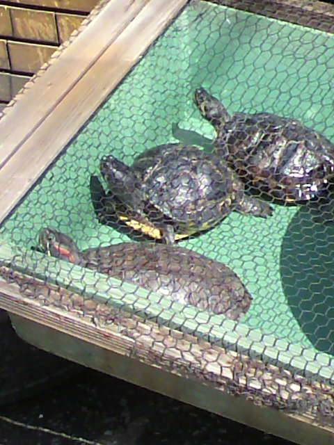 ��⃏�[�Q��(VW)���X K'S�}�X�^�[���L�E�b������