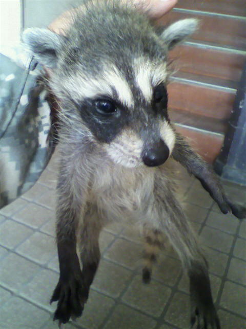 ��⃏�[�Q��(VW)���X K'S�}�X�^�[���L�E�x�@��