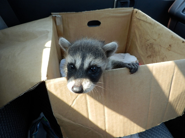 ��⃏�[�Q��(VW)���X K'S�}�X�^�[���L�E���̌�̎q�F