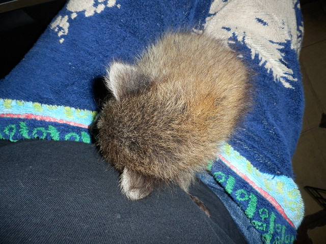 ��⃏�[�Q��(VW)���X K'S�}�X�^�[���L�E���̌�̎q�F