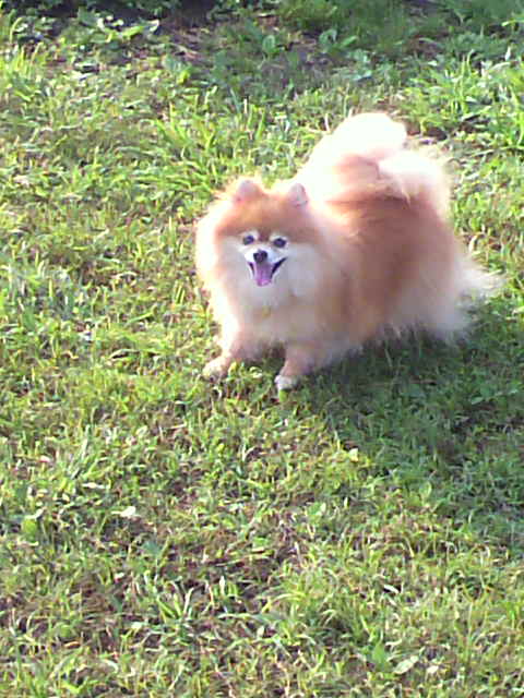 ��⃏�[�Q��(VW)���X K'S�}�X�^�[���L�E�^��