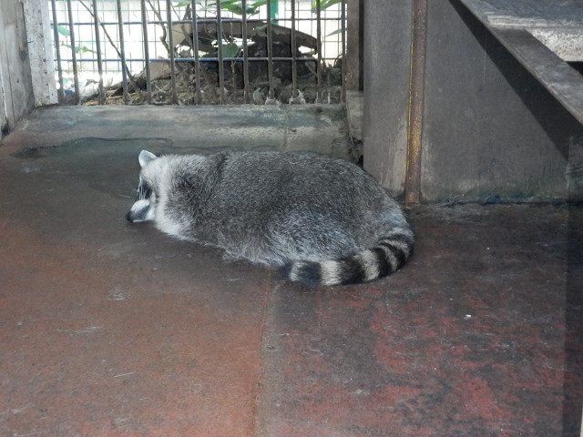 ��⃏�[�Q��(VW)���X K'S�}�X�^�[���L�E�^��