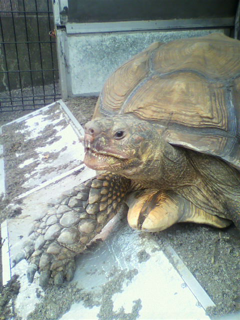 ��⃏�[�Q��(VW)���X K'S�}�X�^�[���L�E�U�Q�f�m��������