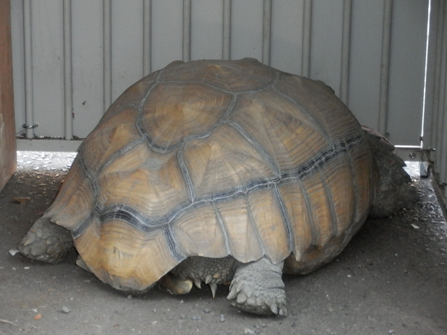 ��⃏�[�Q��(VW)���X K'S�}�X�^�[���L�E�V����