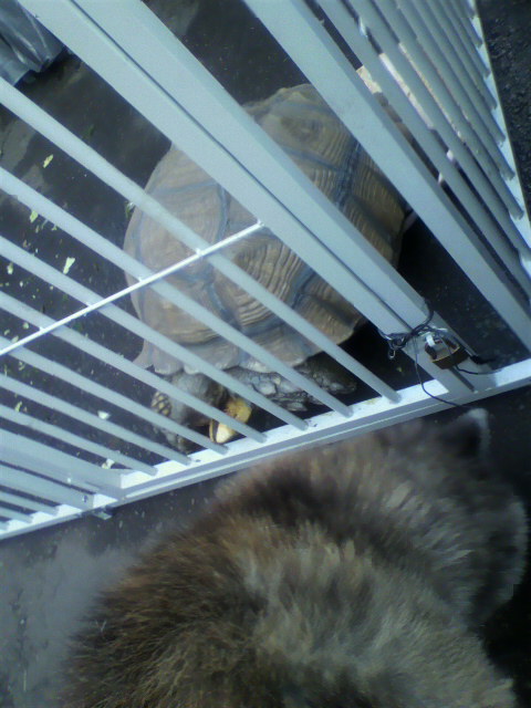 ��⃏�[�Q��(VW)���X K'S�}�X�^�[���L�E�r�����������@�u�v��