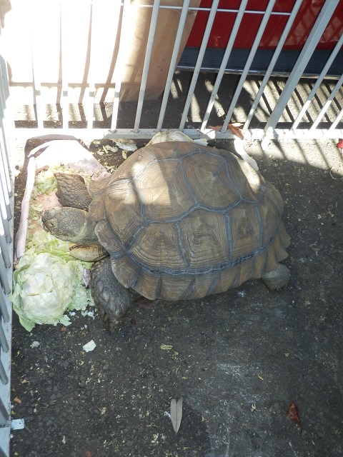 ��⃏�[�Q��(VW)���X K'S�}�X�^�[���L�E�����ڂ���