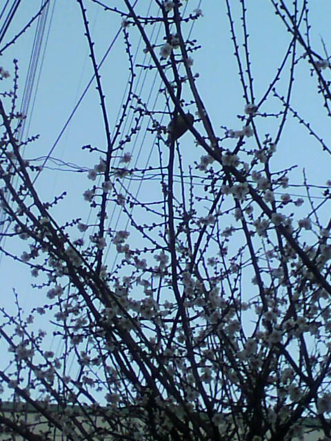 ��⃏�[�Q��(VW)���X K'S�}�X�^�[���L�E�t�߂��H