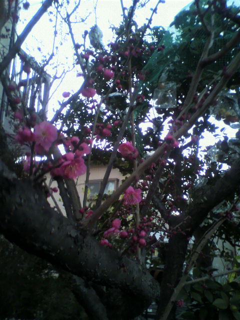 ��⃏�[�Q��(VW)���X K'S�}�X�^�[���L�E�t�߂��H