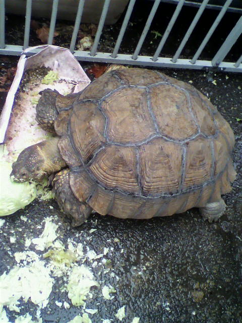 ��⃏�[�Q��(VW)���X K'S�}�X�^�[���L�E�����ɕ������I�I