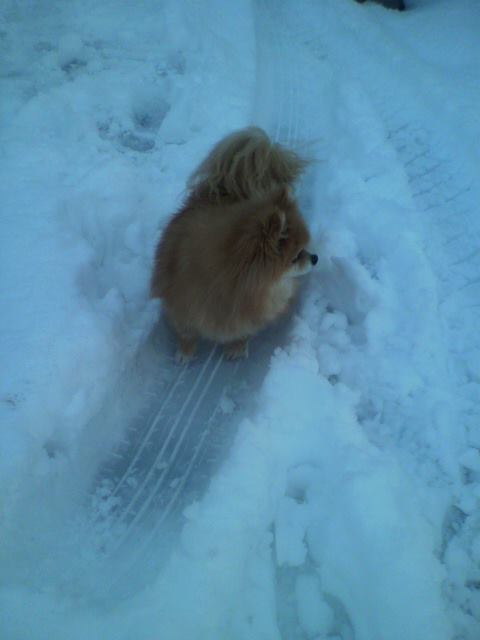 ��⃏�[�Q��(VW)���X K'S�}�X�^�[���L�E�J