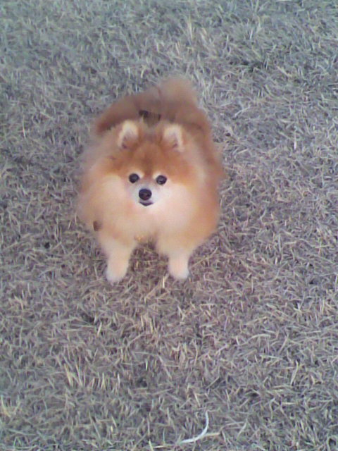 ��⃏�[�Q��(VW)���X K'S�}�X�^�[���L�E�����܂��Ă��߂łƂ��������܂�