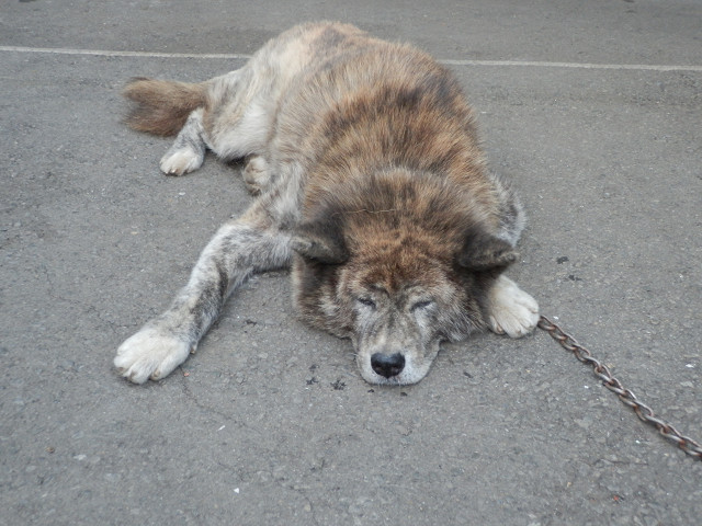 ��⃏�[�Q��(VW)���X K'S�}�X�^�[���L�E�Ў��Y